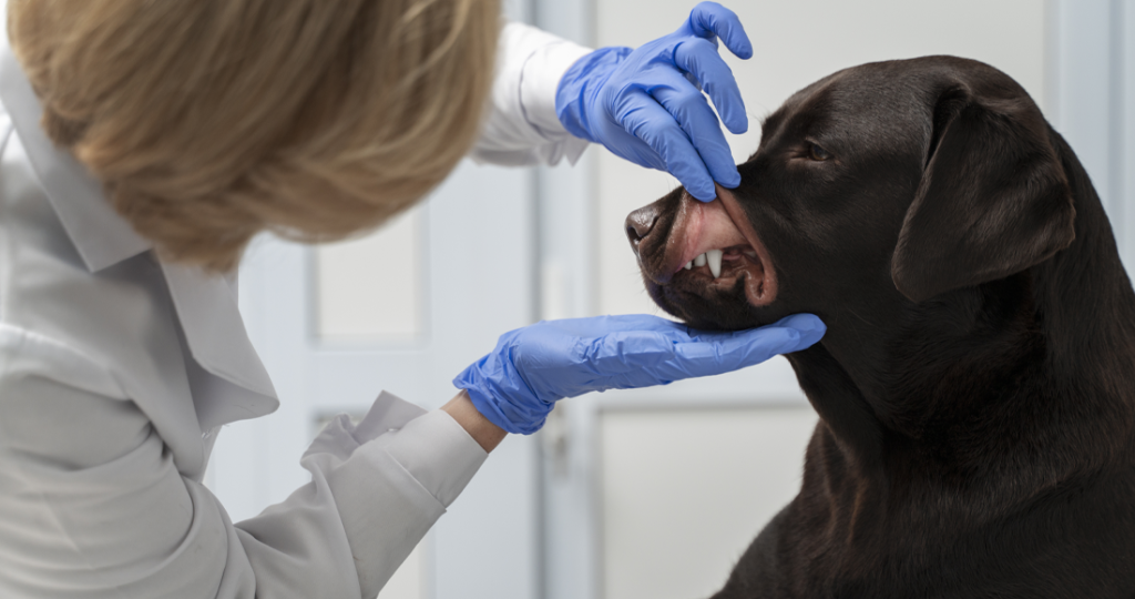 Routine Dental Cleanings for Pets in Fairfield, TX