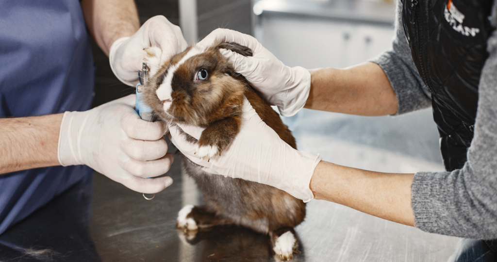 Rabbit Veterinary Care Services in Fairfield, TX