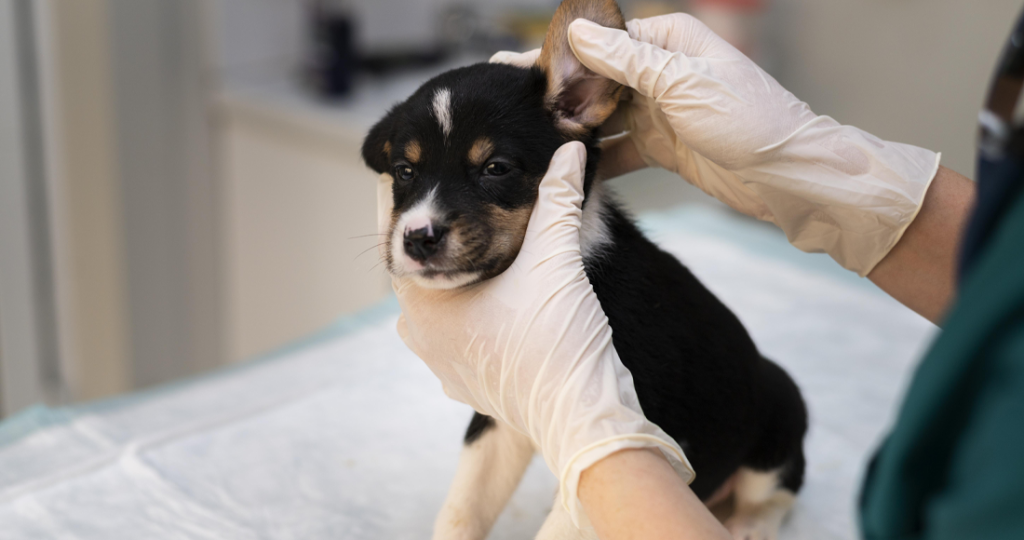 Ear Cleaning & Treatment