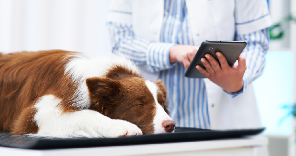 Contagious Disease Screening for Pets in Fairfield, TX