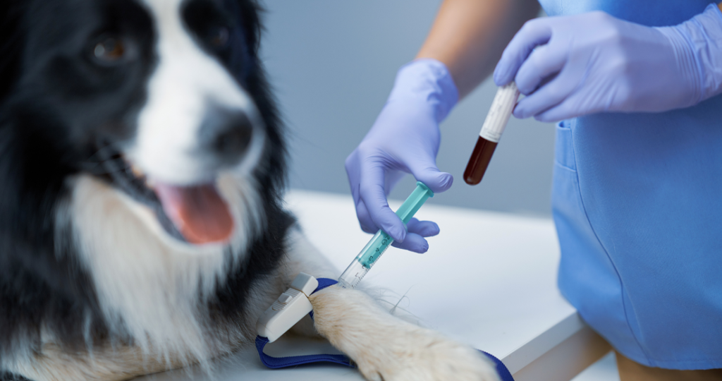 Heartworm Disease & Prevention for Pets in Fairfield, TX